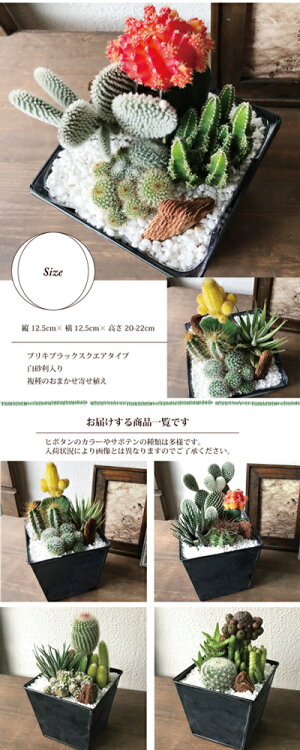 『選べるサボテン寄植えor多肉植物寄植え+ブリキブラックラウンドorスクエアタイプ』【多肉植物】【サボテン】【送料無料】多肉植物の寄せ植え★ギフト★観葉植物/誕生日/開店/引越し/祝/引越し祝い/新築祝い/寄せ植え/セダム/セット/インテリア/FKTK/