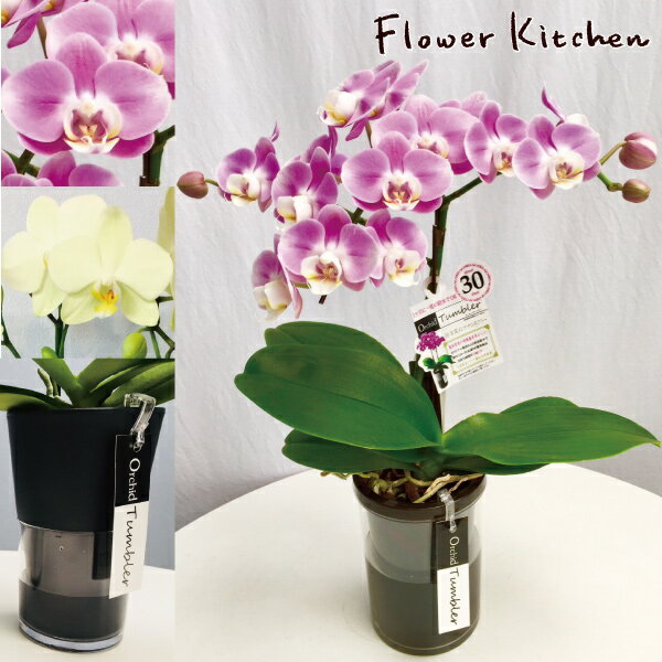 楽天FlowerKitchenJIYUGAOKA産地直送の花ギフト【ミディ胡蝶蘭 タンブラーポット 1本立ち 4号】椎名洋ラン園こだわりの胡蝶蘭 高級コチョウラン【送料無料】お祝い/誕生日/還暦/卒寿/米寿/白寿/記念日/お礼/挨拶/記念品/お歳暮/お中元/プレゼント/贈り物/花 ギフト【A-441】