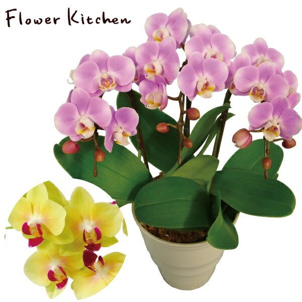 楽天FlowerKitchenJIYUGAOKA産地直送の花ギフト【ミディ胡蝶蘭 3本立ち 5.5号】【A-120】椎名洋ラン園こだわりの胡蝶蘭 高級コチョウラン【送料無料】お祝い/誕生日/還暦/卒寿/米寿/白寿/記念日/お礼/挨拶/記念品/お歳暮/お中元/プレゼント/贈り物/花 ギフト