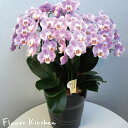 産地直送の花ギフト【ミディ胡蝶蘭 8号 6本立ち】ピンク系おまかせ椎名洋ラン園こだわりの胡蝶蘭 高級コチョウラン【送料無料】お祝い/誕生日/還暦/卒寿/米寿/白寿/記念日/お礼/挨拶/記念品/お歳暮/お中元/プレゼント/贈り物/花 ギフト【A-129】