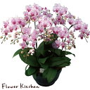 産地直送の花ギフト【ミディ胡蝶蘭 8号 7本立ち】ピンク系おまかせ【A-130】椎名洋ラン園こだわりの胡蝶蘭 高級コチョウラン【送料無料】お祝い/誕生日/還暦/...