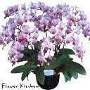 産地直送の花ギフト【ミディ胡蝶蘭 10号 10本立ち】ピンク系おまかせ椎名洋ラン園こだわりの胡蝶蘭 高級コチョウラン【送料無料】お祝い/誕生日/還暦/卒寿/米寿...