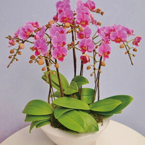 5本立ち ミディ胡蝶蘭産地直送の花ギフト産地直送の花ギフト白平鉢 ミディ胡蝶蘭高級コチョウランお祝い 誕生日 還暦 卒寿 米寿 白寿 記念日 お礼 挨拶 記念品 お歳暮 お中元 プレゼント 贈り物 花結婚記念日花椎名洋ラン園こだわりの胡蝶蘭 5本立ち ミディ胡蝶蘭産地直送の花ギフト産地直送の花ギフト白平鉢 ミディ胡蝶蘭高級コチョウランお祝い 誕生日 還暦 卒寿 米寿 白寿 記念日 お礼 挨拶 記念品 お歳暮 お中元 プレゼント 贈り物 花結婚記念日花椎名洋ラン園こだわりの胡蝶蘭