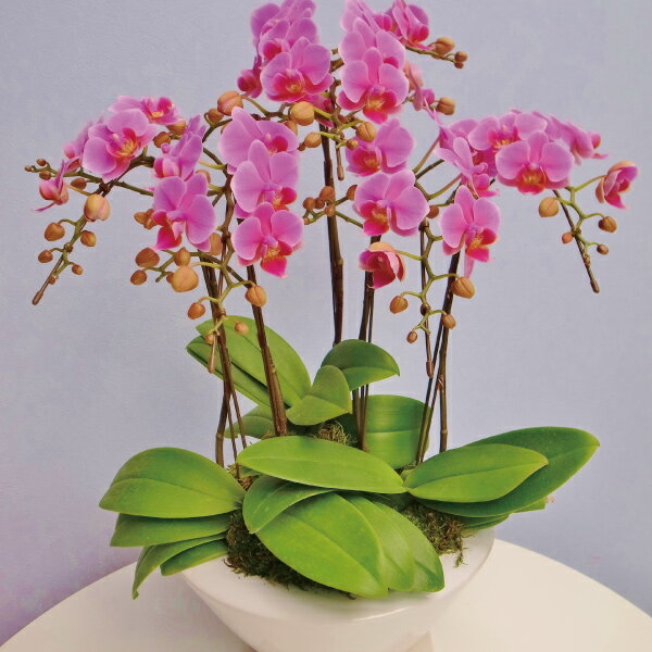 5本立ち ミディ胡蝶蘭産地直送の花ギフト産地直送の花ギフト白平鉢 ミディ胡蝶蘭高級コチョウランお祝い 誕生日 還暦 卒寿 米寿 白寿 記念日 お礼 挨拶 記念品 お歳暮 お中元 プレゼント 贈り物 花結婚記念日花椎名洋ラン園こだわりの胡蝶蘭
