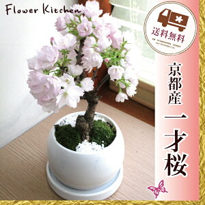 楽天1位2019年【季節の盆栽】『京都産一才桜の鉢物』【旭山桜】【送料無料】苗木/祝/春/インテリア/開花/桜/盆栽/ミニ盆栽/苔玉/苔/コケ/お花見/サクラ/盆栽販売/2019春(3〜4月頃)開花/