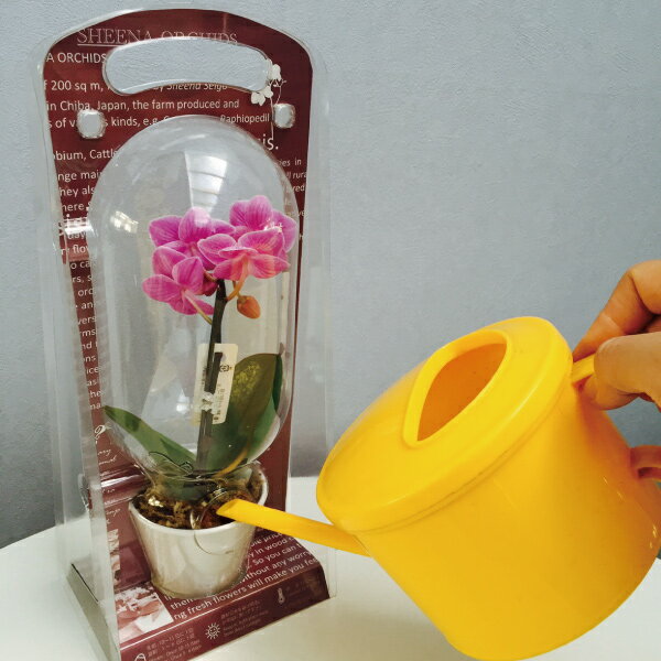 産地直送の花ギフト【マイクロ胡蝶蘭 カプセル 1本立ち 2.5号】ピンク系おまかせ椎名洋ラン園こだわりの胡蝶蘭 高級コチョウラン【送料無料】お祝い/誕生日/還暦/卒寿/米寿/白寿/記念日/お礼/挨拶/記念品/お歳暮/お中元/プレゼント/贈り物/花 ギフト【A-77】