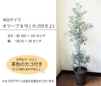 埼玉県産【貴宝園実つきオリーブ】『オリーブ8号サイズ貴宝園』