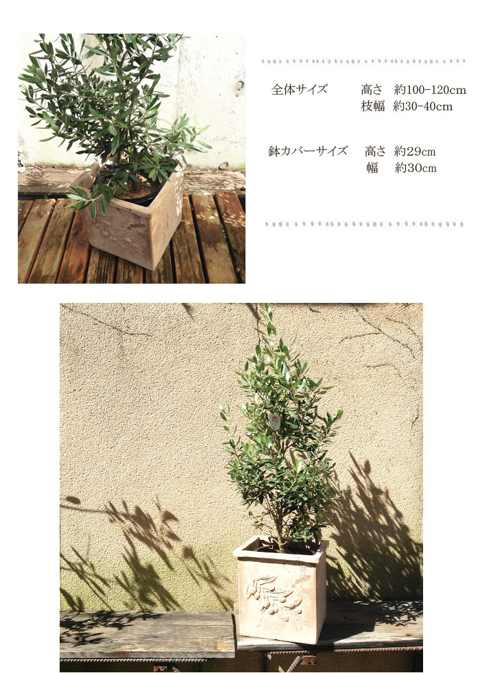 上質で快適 ヤマト便発送 日時指定不可 オリーブ8号サイズ 貴宝園 アンティコポットスクエア 選べる品種 ギフト 観葉植物 オリーブ オリーブの木 苗木 ひなかぜ 鉢植え 販売 開店 引越し 祝い Explorebeautifulwales Co Uk 上質で快適 ヤマト便発送 日時指定不可 オリーブ8号サイズ 貴宝園 アンティコポットスクエア 選べる品種 ギフト 観葉植物 オリーブ オリーブの木 苗木 ひなかぜ 鉢植え 販売 開店 引越し 祝い Explorebeautifulwales Co Uk