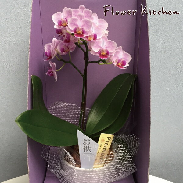 産地直送の花ギフト【テーブル胡蝶蘭 3号 1本立ち お供え用 陶器鉢入り 】椎名洋ラン園こだわりの胡蝶蘭 高級コチョウラン【送料無料】花お供え お悔やみ 喪中見舞い お盆 新盆 初盆 お彼岸 贈り物 花 ギフト【A-321】