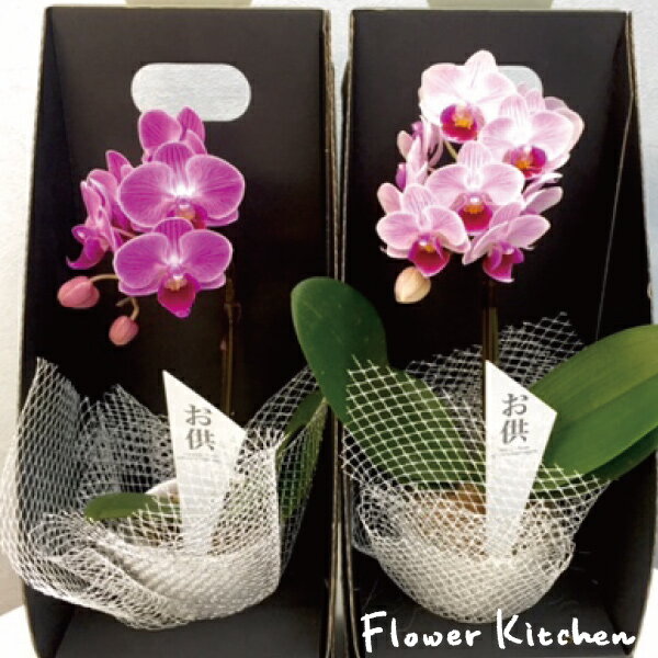 産地直送の花ギフト【マイクロ胡蝶蘭 2.5号鉢 1本立ち お供え用 陶器鉢入り 】椎名洋ラン園こだわりの胡蝶蘭 高級コチョウラン【送料無料】お供え お悔やみ 喪中見舞い お盆 お彼岸 贈り物 花 ギフト【A-315】のサムネイル