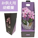産地直送の花ギフト【テーブル胡蝶蘭 お供え用 2本立ち】椎名洋ラン園こだわりの胡蝶蘭 高級コチョウラン【送料無料】花 お供え お悔やみ 喪中見舞い お盆 お彼岸...