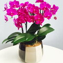 産地直送の花ギフト【ミディ胡蝶蘭 3本立ち ピンク系おまかせ モノトリコ鉢5号】椎名洋ラン園こだわりの胡蝶蘭 高級コチョウラン【送料無料】お祝い/誕生日/還暦/...