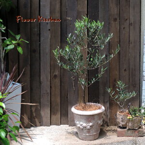 自由が丘から贈る♪オリーブ アンティーク加工 テラコッタ鉢【陶器鉢】【ヤシの繊維付き】H80センチ- 育てるギフト 観葉植物 オリーブの木 苗木 テラコッタ モス ファーマーズ 鉢植え 水合わせの儀 FKTK バレンタイン ホワイトデー