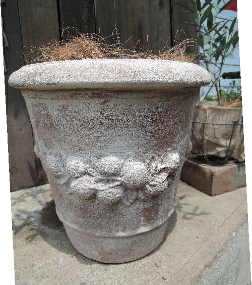 自由が丘から贈る♪オリーブ アンティーク加工 テラコッタ鉢【陶器鉢】【ヤシの繊維付き】H80センチ- 育てるギフト 観葉植物 オリーブの木 苗木 テラコッタ モス ファーマーズ 鉢植え 水合わせの儀 FKTK バレンタイン ホワイトデー格安通販　バレンタイン　人気　ランキング