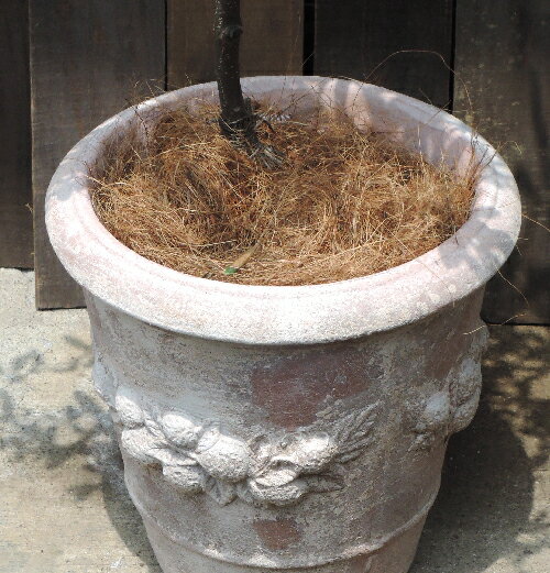 自由が丘から贈る♪オリーブ アンティーク加工 テラコッタ鉢【陶器鉢】【ヤシの繊維付き】H80センチ- 育てるギフト 観葉植物 オリーブの木 苗木 テラコッタ モス ファーマーズ 鉢植え 水合わせの儀 FKTK バレンタイン ホワイトデー格安通販　バレンタイン　人気　ランキング