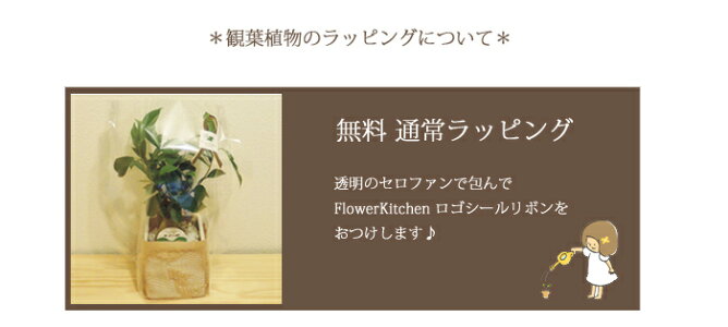 自由が丘から贈る♪オリーブ(アガベポット植えMサイズ)【陶器鉢】【受皿付き】【送料無料】育てるギフト/観葉植物/インドアプランツ/オリーブの木/苗木/テラコッタ/モス/ファーマーズ/鉢植え/水合わせの儀/【05P30Nov14】
