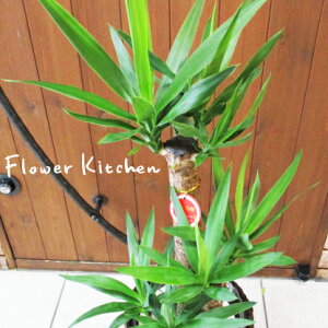 ユッカの鉢植え7号鉢選べる観葉植物税別5,280円【カゴ付き】【受け皿付き】育てやすい☆季節の花鉢シリーズ/鉢植え/販売/誕生日/開店/引越し/祝い/引越し祝い/新築祝い/インテリア【送料無料】【楽ギフ_包装】観葉植物【モダン】【SALE】