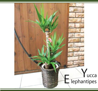 ユッカの鉢植え7号鉢選べる観葉植物税別5,280円【カゴ付き】【受け皿付き】育てやすい☆季節の花鉢シリーズ/鉢植え/販売/誕生日/開店/引越し/祝い/引越し祝い/新築祝い/インテリア【送料無料】【楽ギフ_包装】観葉植物【モダン】【SALE】