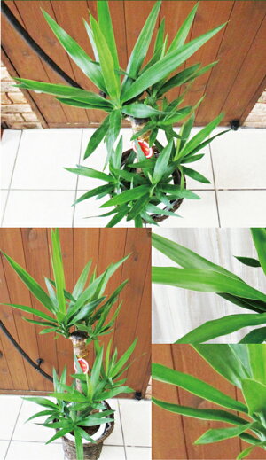 ユッカの鉢植え7号鉢選べる観葉植物税別5,280円【カゴ付き】【受け皿付き】育てやすい☆季節の花鉢シリーズ/鉢植え/販売/誕生日/開店/引越し/祝い/引越し祝い/新築祝い/インテリア【送料無料】【楽ギフ_包装】観葉植物【モダン】【SALE】