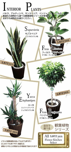 ★楽天1位観葉植物★パキラの鉢植え7号鉢選べる観葉植物【カゴ付き】【受け皿付き】育てやすい☆季節の花鉢シリーズ/鉢植え/販売/誕生日/開店/引越し/祝い/引越し祝い/新築祝い/インテリア【送料無料】【楽ギフ_包装】観葉【モダン】【SALE】