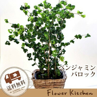 楽天市場 観葉 季節の花鉢シリーズ ベンジャミン ベンジャミン バロック 送料無料 ギフト 育てやすい 観葉植物 インテリア 鉢植え 開店 引越し 祝い 引越し祝い 新築祝い 誕生日 05p23apr16 あす楽 日曜営業 Fktk バレンタイン ホワイトデー