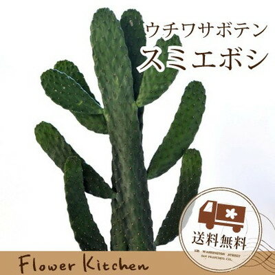 楽天市場 観葉 スミエボシ サボテン 墨烏帽子 送料無料 ギフト 育てやすい 観葉植物 多肉植物 インテリア 鉢植え 開店 引越し 祝い 引越し祝い 新築祝い 誕生日 合格祈願 バンザイ の形 縁起 あす楽 日曜営業 05p23apr16 Fktk バレンタイン ホワイトデー