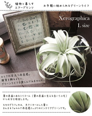 観葉☆【エアプランツキセログラフィカLサイズ】【送料無料】★ギフト観葉植物【楽ギフ_包装】誕生日/開店/引越し/祝い/新築祝い【あす楽_日曜営業】/寄せ植え/インテリア/エアプランツ/エア/プラント/ボタニカル/チランジア/壁掛けタイプ/壁掛け