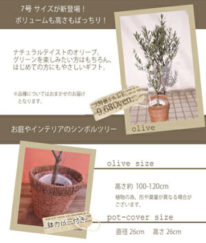 季節の花鉢シリーズ【オリーブ】【送料無料】『オリーブ7号サイズやまた園』【RCP】ギフト★観葉植物【楽ギフ_包装】オリーブの木/苗木/鉢植え/販売/誕生日/開店/引越し/祝い/引越し祝い/新築祝い/インテリア【あす楽_土曜営業】【あす楽_日曜営業】水合わせの儀/
