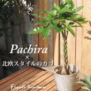 （観葉）『 パキラ 7号鉢 北欧スタイル カゴ付き 』 ローグコルン育てやすい 鉢植え 販売 誕生日 開店 引越し 祝い 引越祝 新築祝い インテリア RAGKORN 80213776  観葉 FKTK