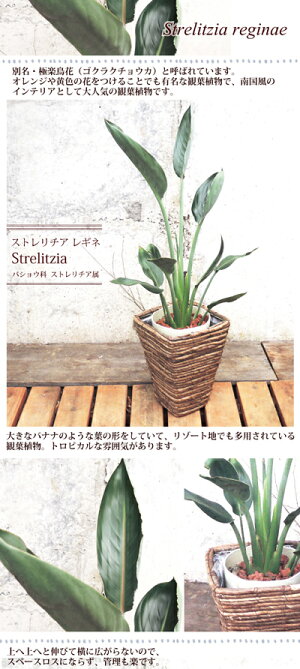 ★楽天1位★『選べるモンステラほか観葉植物』高さ70センチ〜★観葉植物/モンステラ/インテリア/鉢植え/開店/引越し/祝い/引越し祝い/新築祝い/誕生日/シマトネリコ/トネリコ/オリーブの木/多肉植物寄せ植え/水合わせの儀/インテリア/グリーン/観葉/多肉【05P30Nov14】
