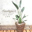 ★観葉植物★『 ストレリチア レギネ 』Strelizia/インテリア/鉢植え/開店/引越し/祝い/引越し祝い/新築祝い/誕生日/ストレリチア/レギネ/インテリア/グリーン/観葉/極楽鳥花/バショウ/トロピカル/05P23Apr16/FKTK/ バレンタイン ホワイトデー