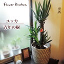 楽天FlowerKitchenJIYUGAOKA（観葉）『 ユッカ の鉢植え7号鉢 × 北欧スタイルカゴ 』 （観葉）【青年の樹】【カゴ付き】育てやすい 季節の花鉢シリーズ 鉢植え 販売 誕生日 開店 引越し 引越し祝い 新築祝い インテリア【送料無料】 観葉植物【モダン】観葉植物　インテリア 05P23Apr16 FKTK