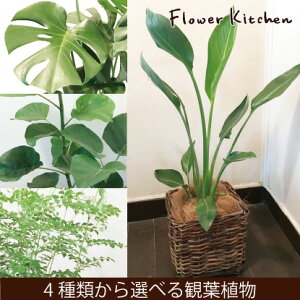 (観葉)『選べる観葉植物キュービックバスケット付きモンステラストレリチアシマトネリコストレリチア』【送料無料】/ヤシの木繊維付き/人気の育てる贈り物/インテリアグリーン/ボタニカルライフ/販売/誕生日/開店/祝/新築祝い/インテリア/観葉植物/即日発送