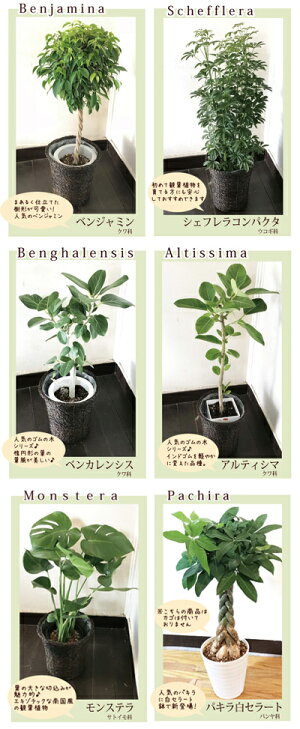 観葉植物パキラの鉢植え7号鉢選べる観葉植物【カゴ付き】【受け皿付き】育てやすい鉢植え御祝開店祝開業祝新築祝引越祝結婚祝新生活インテリア【送料無料】【楽ギフ_包装】【即日発送】オリーブの木ストレリチアギフト贈答品FKTK