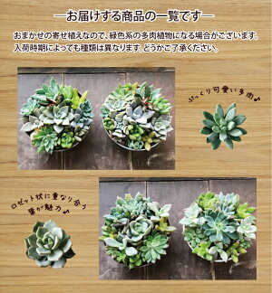 【多肉植物】ブリキ缶【送料無料】多肉植物の寄せ植えブリキ缶2個セット★ギフト★観葉植物【楽ギフ_包装】誕生日/開店/引越し/祝い/引越し祝い/新築祝い【あす楽_日曜営業】寄せ植え/セダム/セット/インテリア【HLS_DU】/FKTK/