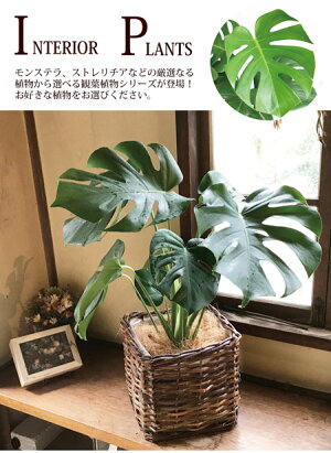 (観葉)『選べる観葉植物キュービックバスケット付きモンステラストレリチアシマトネリコストレリチア』【送料無料】/ヤシの木繊維付き/人気の育てる贈り物/インテリアグリーン/ボタニカルライフ/販売/誕生日/開店/祝/新築祝い/インテリア/観葉植物/即日発送