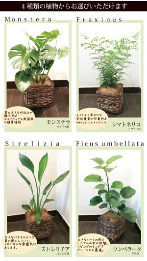 (観葉)『選べる観葉植物キュービックバスケット付きモンステラストレリチアシマトネリコストレリチア』【送料無料】/ヤシの木繊維付き/人気の育てる贈り物/インテリアグリーン/ボタニカルライフ/販売/誕生日/開店/祝/新築祝い/インテリア/観葉植物/即日発送
