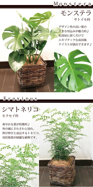 (観葉)『選べる観葉植物キュービックバスケット付きモンステラストレリチアシマトネリコストレリチア』【送料無料】/ヤシの木繊維付き/人気の育てる贈り物/インテリアグリーン/ボタニカルライフ/販売/誕生日/開店/祝/新築祝い/インテリア/観葉植物/即日発送