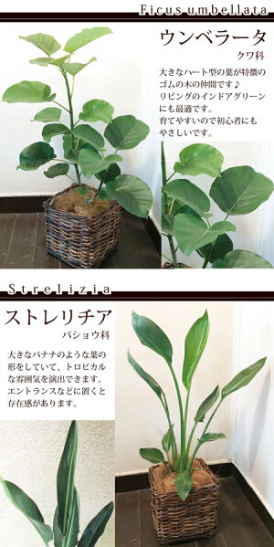 (観葉)『選べる観葉植物キュービックバスケット付きモンステラストレリチアシマトネリコストレリチア』【送料無料】/ヤシの木繊維付き/人気の育てる贈り物/インテリアグリーン/ボタニカルライフ/販売/誕生日/開店/祝/新築祝い/インテリア/観葉植物/即日発送