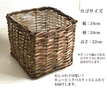 (観葉)『選べる観葉植物キュービックバスケット付きモンステラストレリチアシマトネリコストレリチア』【送料無料】/ヤシの木繊維付き/人気の育てる贈り物/インテリアグリーン/ボタニカルライフ/販売/誕生日/開店/祝/新築祝い/インテリア/観葉植物/即日発送
