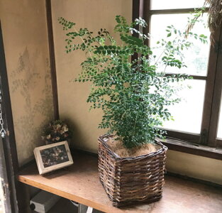 (観葉)『選べる観葉植物キュービックバスケット付きモンステラストレリチアシマトネリコストレリチア』【送料無料】/ヤシの木繊維付き/人気の育てる贈り物/インテリアグリーン/ボタニカルライフ/販売/誕生日/開店/祝/新築祝い/インテリア/観葉植物/即日発送
