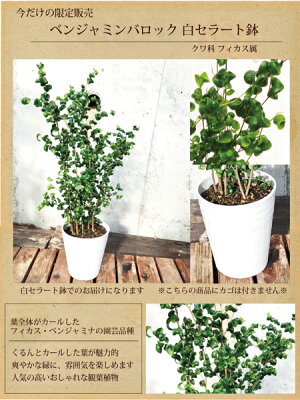 ★楽天1位観葉植物★『選べるモンステラほか観葉植物』高さ50センチ〜★モンステラ/インテリア/鉢植え/開店/引越/祝/引越祝/新築祝い/誕生日/シマトネリコ/ストレリチア/レギネ/多肉植物/グリーン/観葉/多肉/ギフト/6号/FKTK/