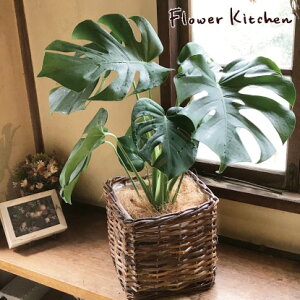 (観葉)『選べる観葉植物キュービックバスケット付きモンステラストレリチアシマトネリコストレリチア』【送料無料】/ヤシの木繊維付き/人気の育てる贈り物/インテリアグリーン/ボタニカルライフ/販売/誕生日/開店/祝/新築祝い/インテリア/観葉植物/即日発送