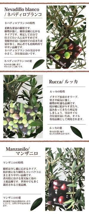 【オリーブ創樹】オリーブ7号鉢スタンダードタイプ【RCP】ギフト★観葉植物【楽ギフ_包装】オリーブの木/苗木/鉢植え/販売/誕生日/開店/引越し/引越し祝い/新築祝い/インテリア/香川県産/観葉/【日曜営業】水合わせの儀/05P23Apr16/FKTK/
