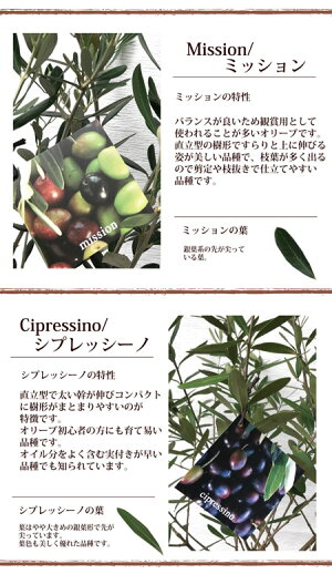 【オリーブ創樹】オリーブ7号鉢スタンダードタイプ【RCP】ギフト★観葉植物【楽ギフ_包装】オリーブの木/苗木/鉢植え/販売/誕生日/開店/引越し/引越し祝い/新築祝い/インテリア/香川県産/観葉/【日曜営業】水合わせの儀/05P23Apr16/FKTK/