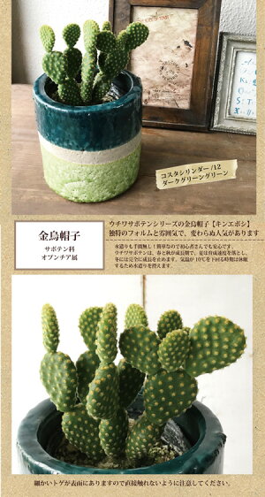 『選べるサボテン+選べる鉢カバーFARMコスタシリーズ』【大雲閣】【金烏帽子】【送料無料】サボテンギフト★育てやすい観葉植物【楽ギフ_包装】多肉/観葉/植物/苗木/鉢植え/陶器/販売/誕生日/開店/引越し/祝い/新築祝い/インテリア/【あす楽_日曜営業】/FKTK/