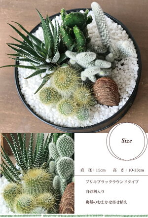 『選べるサボテン寄植えor多肉植物寄植え+ブリキブラックラウンドorスクエアタイプ』【多肉植物】【サボテン】【送料無料】多肉植物の寄せ植え★ギフト★観葉植物/誕生日/開店/引越し/祝/引越し祝い/新築祝い/寄せ植え/セダム/セット/インテリア/FKTK/