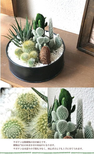 『選べるサボテン寄植えor多肉植物寄植え+ブリキブラックラウンドorスクエアタイプ』【多肉植物】【サボテン】【送料無料】多肉植物の寄せ植え★ギフト★観葉植物/誕生日/開店/引越し/祝/引越し祝い/新築祝い/寄せ植え/セダム/セット/インテリア/FKTK/