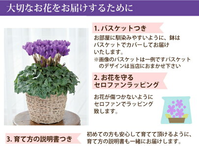 ラッピング【送料無料】セレナーディア青いシクラメン
