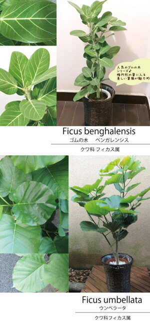 ★楽天1位観葉植物★パキラの鉢植え7号鉢選べる観葉植物【カゴ付き】【受け皿付き】育てやすい☆季節の花鉢シリーズ/鉢植え/販売/誕生日/開店/引越し/祝い/引越し祝い/新築祝い/インテリア【送料無料】【楽ギフ_包装】観葉【モダン】【SALE】